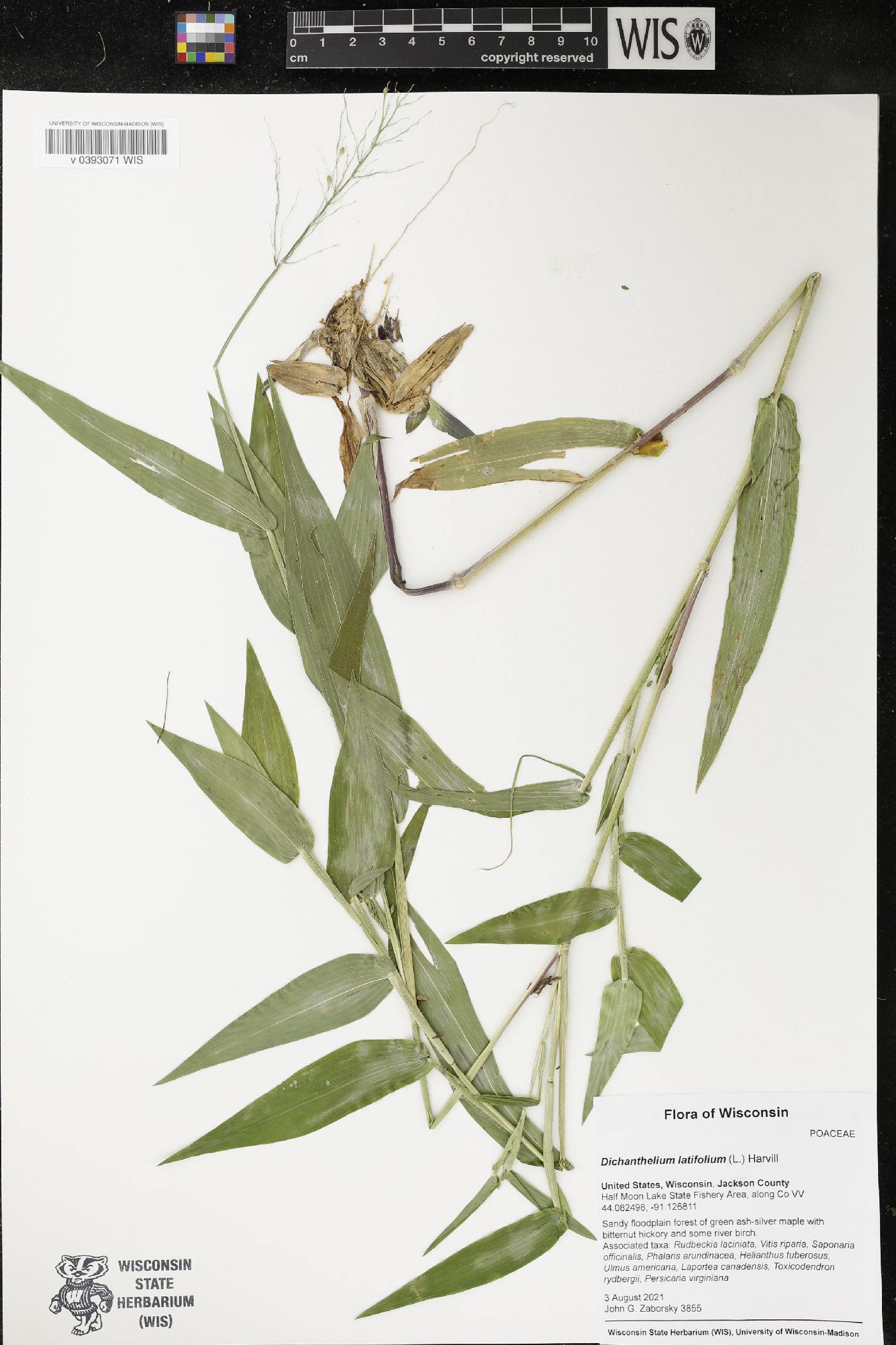 Dichanthelium latifolium image