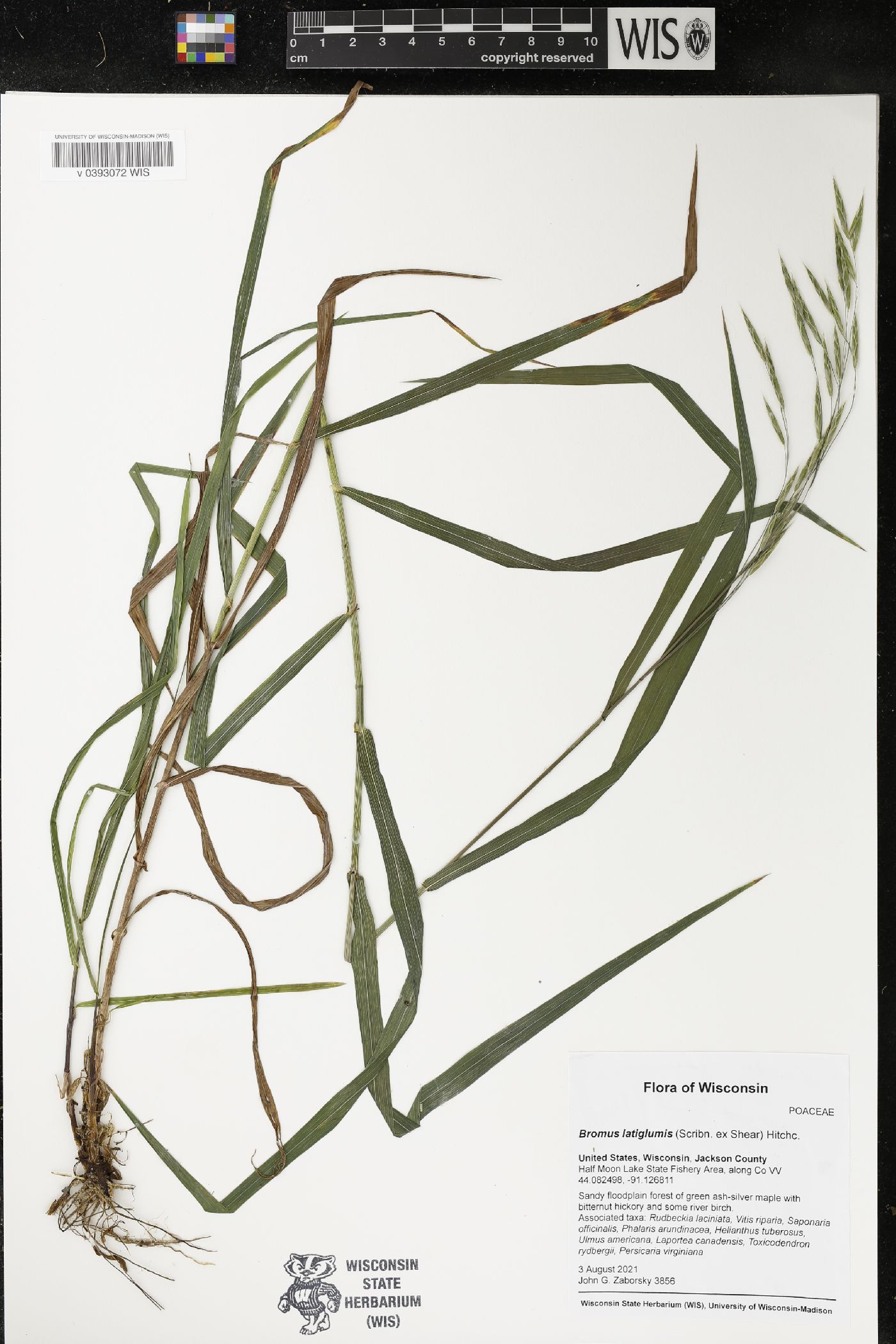 Bromus latiglumis image
