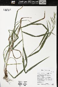 Bromus latiglumis image