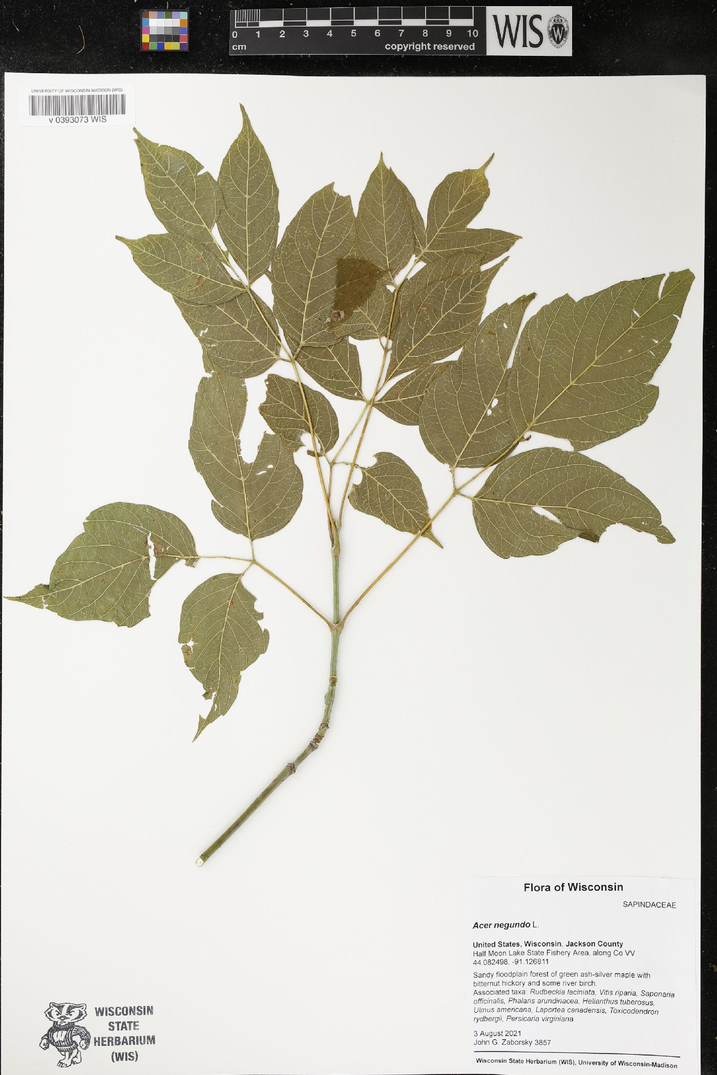 Acer negundo image