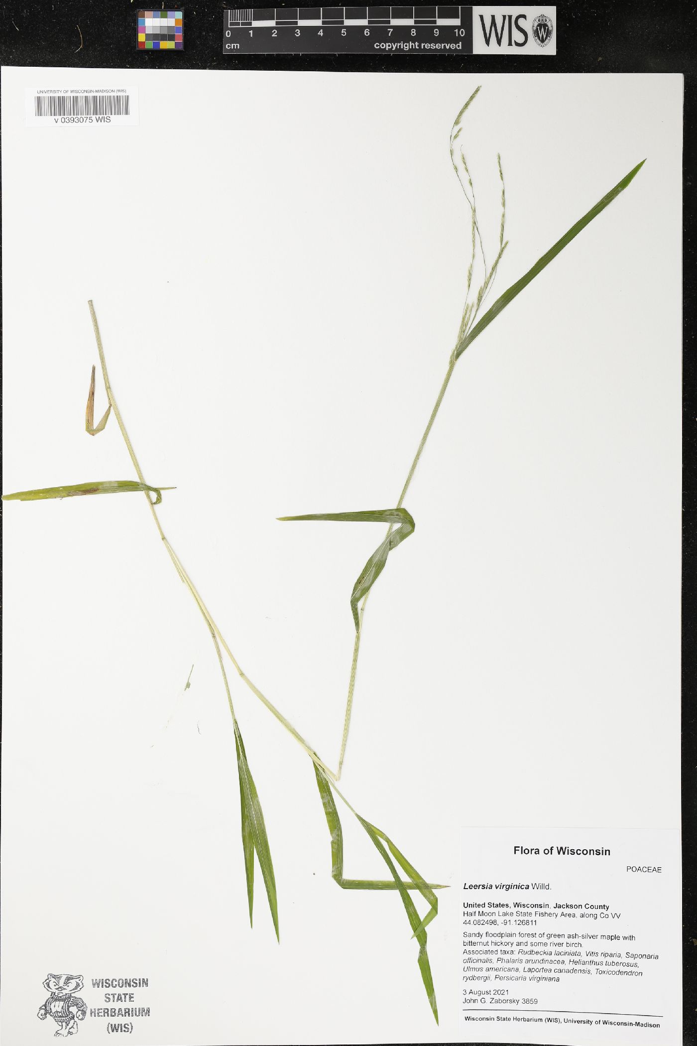Leersia virginica image
