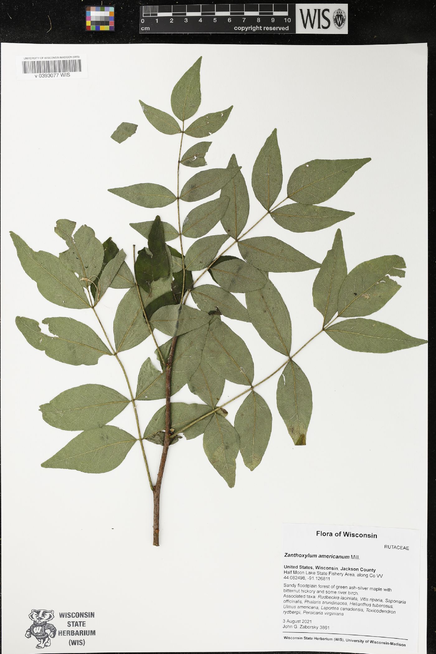 Zanthoxylum americanum image