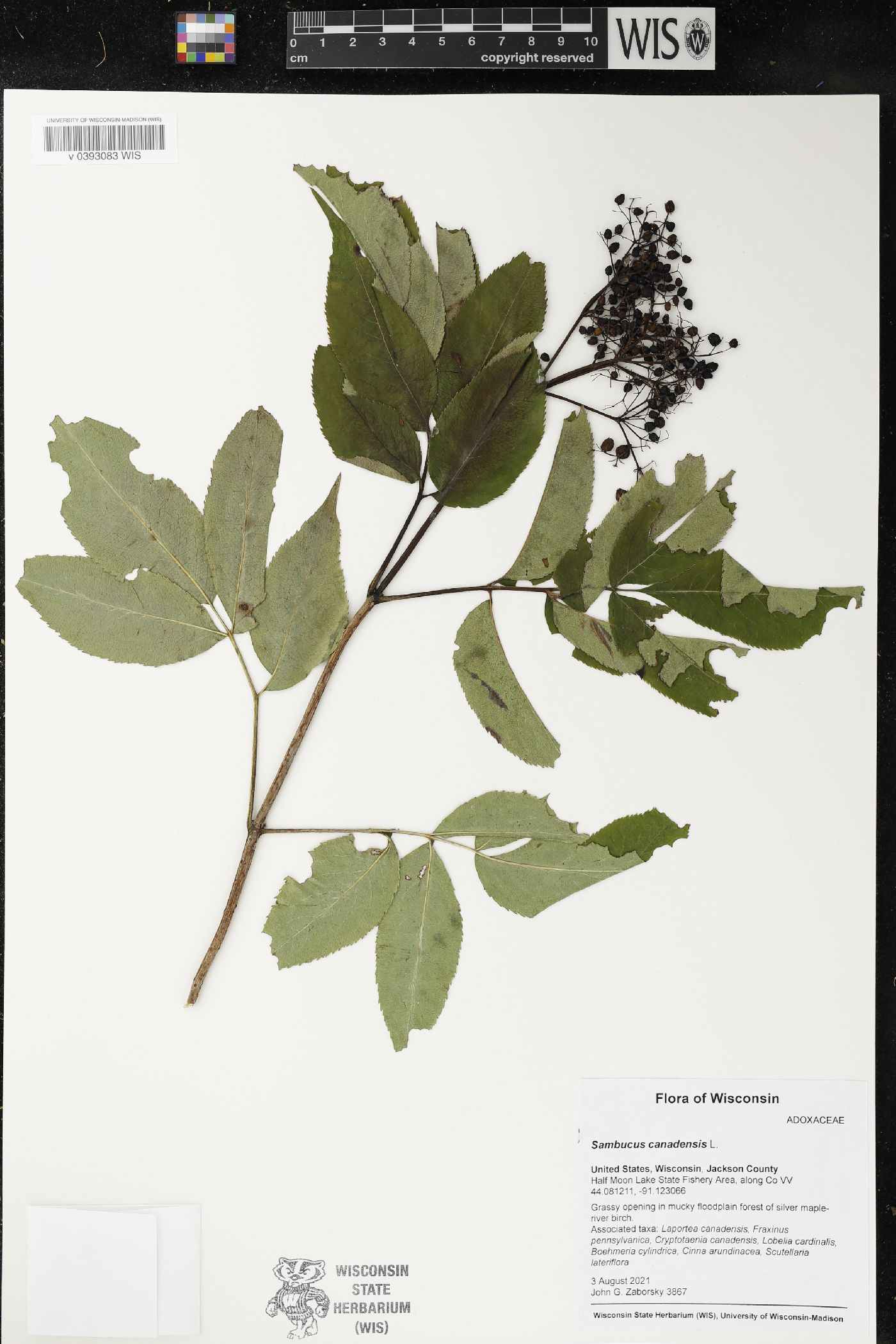 Sambucus canadensis image
