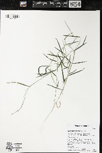 Muhlenbergia schreberi image