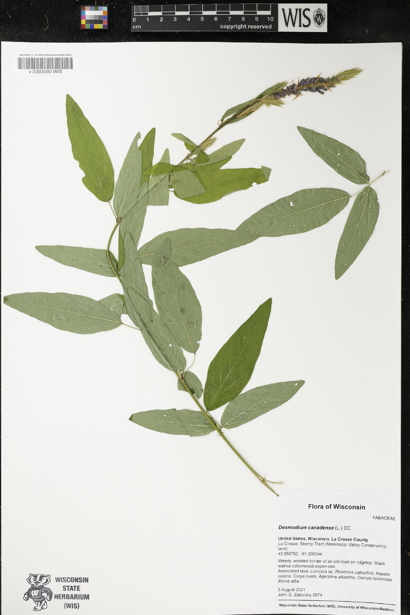 Desmodium canadense image