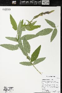 Desmodium canadense image