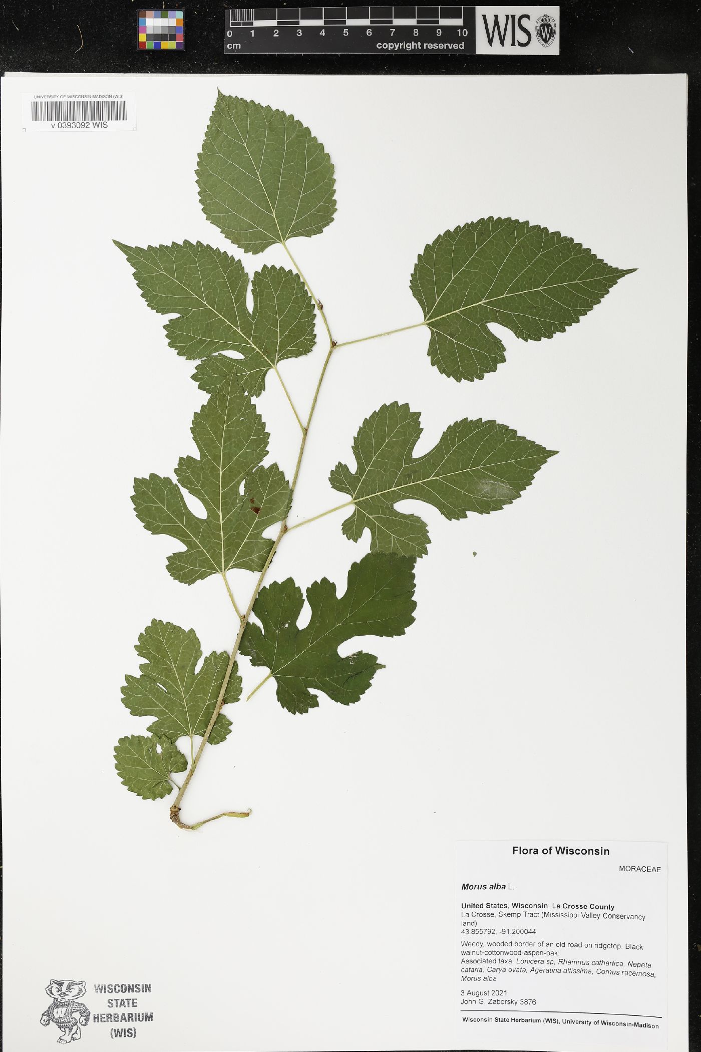 Morus alba image
