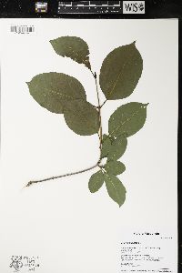 Viburnum lentago image