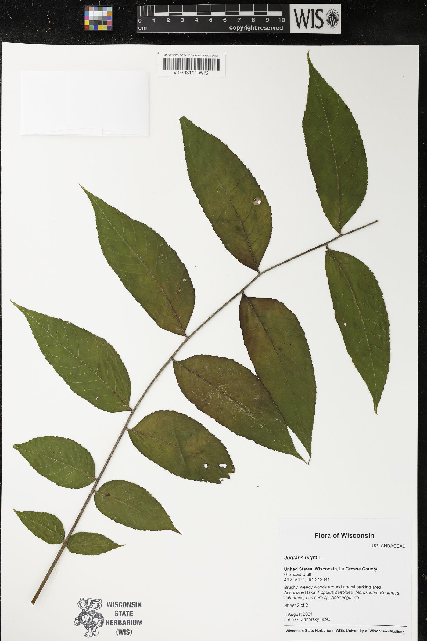 Juglans nigra image