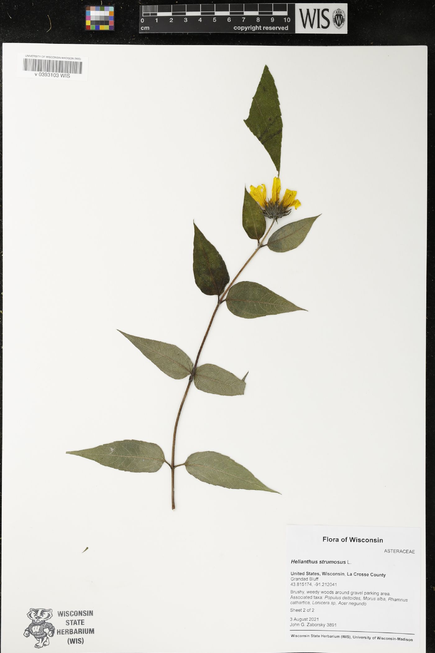 Helianthus strumosus image