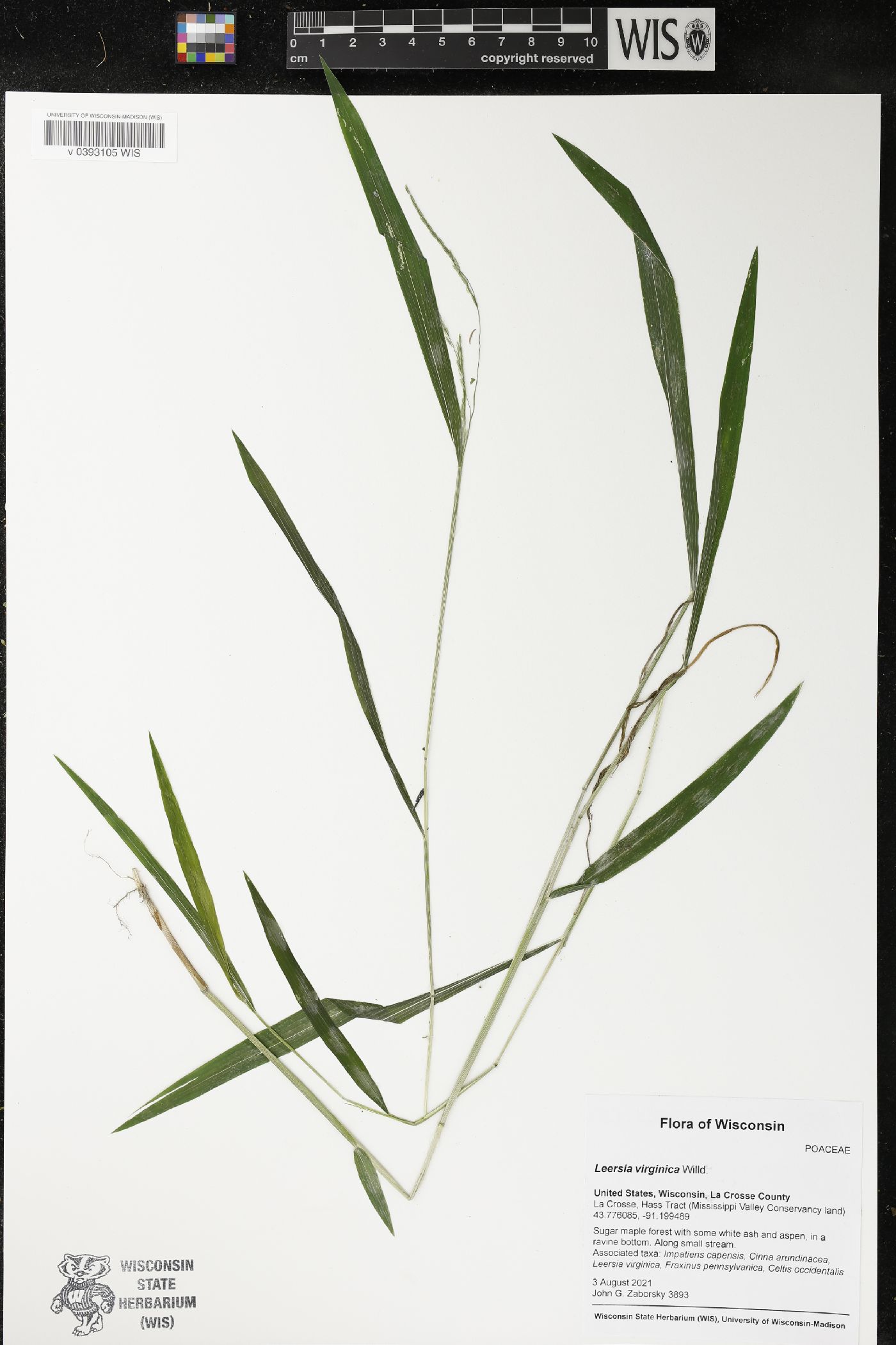 Leersia virginica image