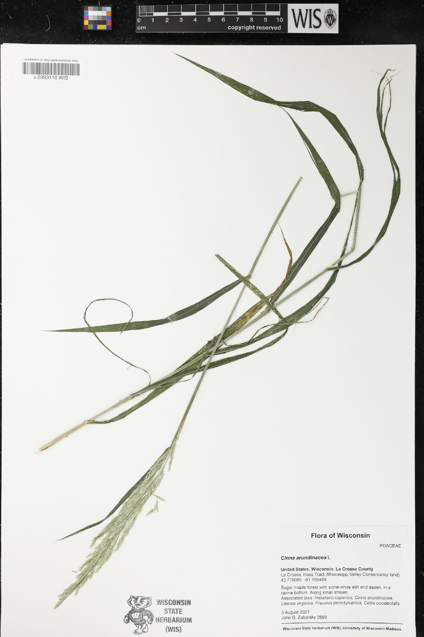 Cinna arundinacea image