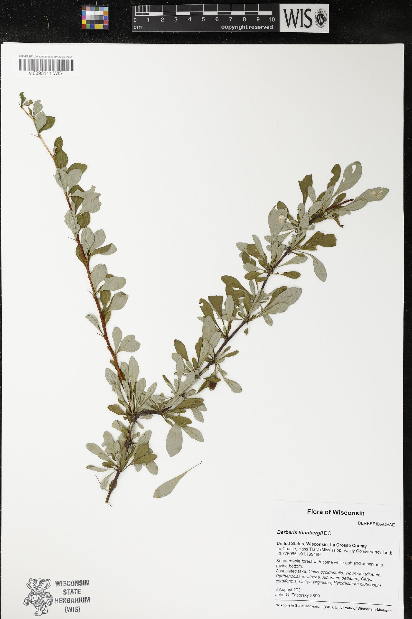 Berberis thunbergii image