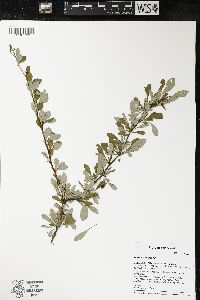 Berberis thunbergii image