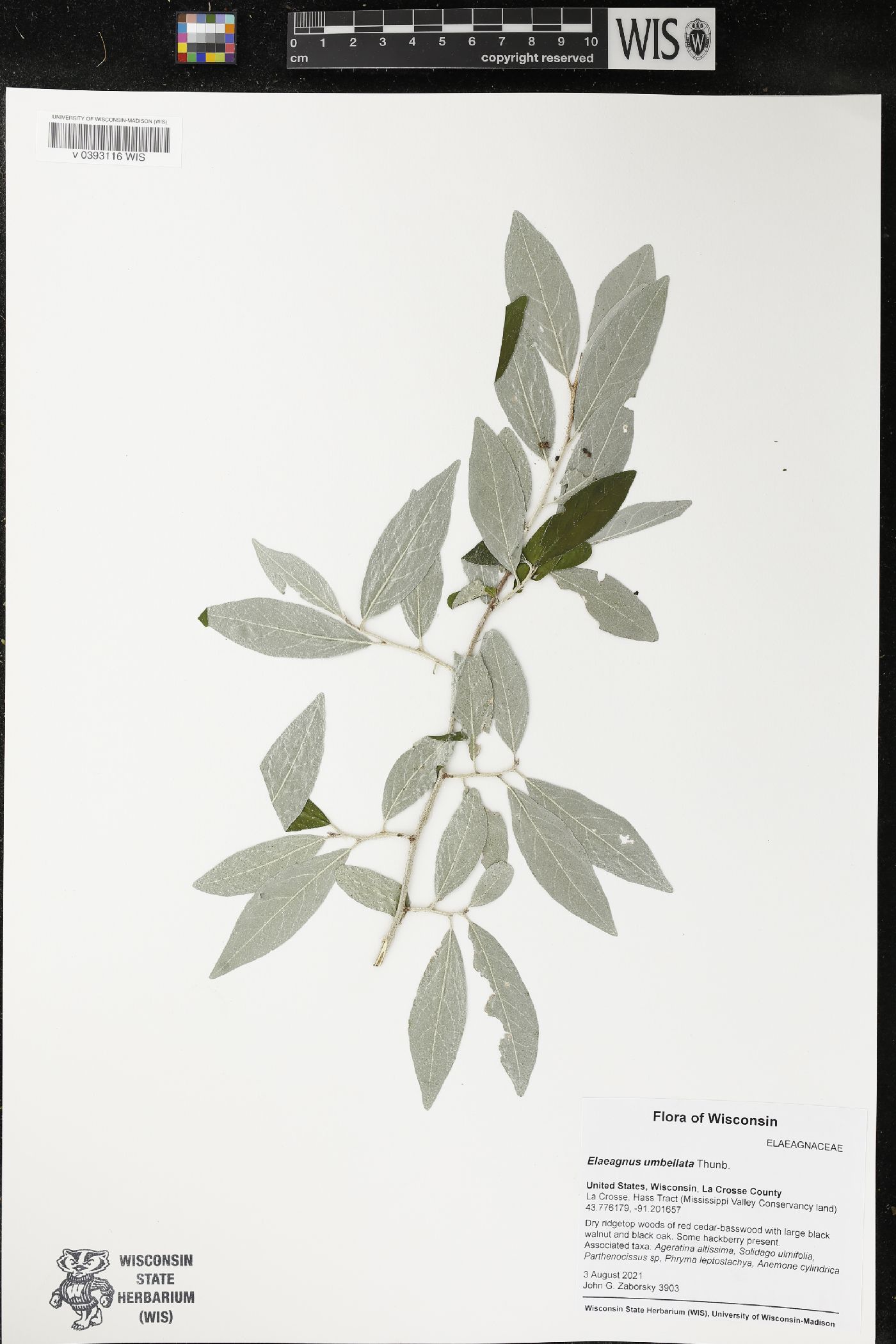 Elaeagnus umbellata image