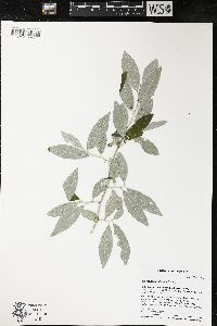 Elaeagnus umbellata image