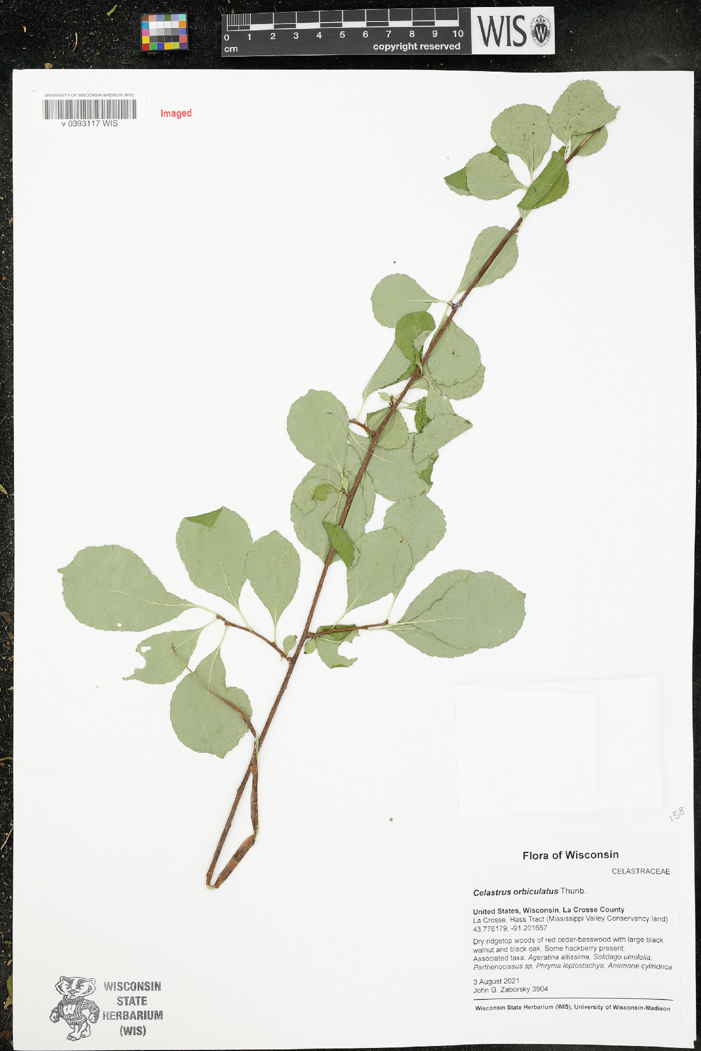 Celastrus orbiculatus image