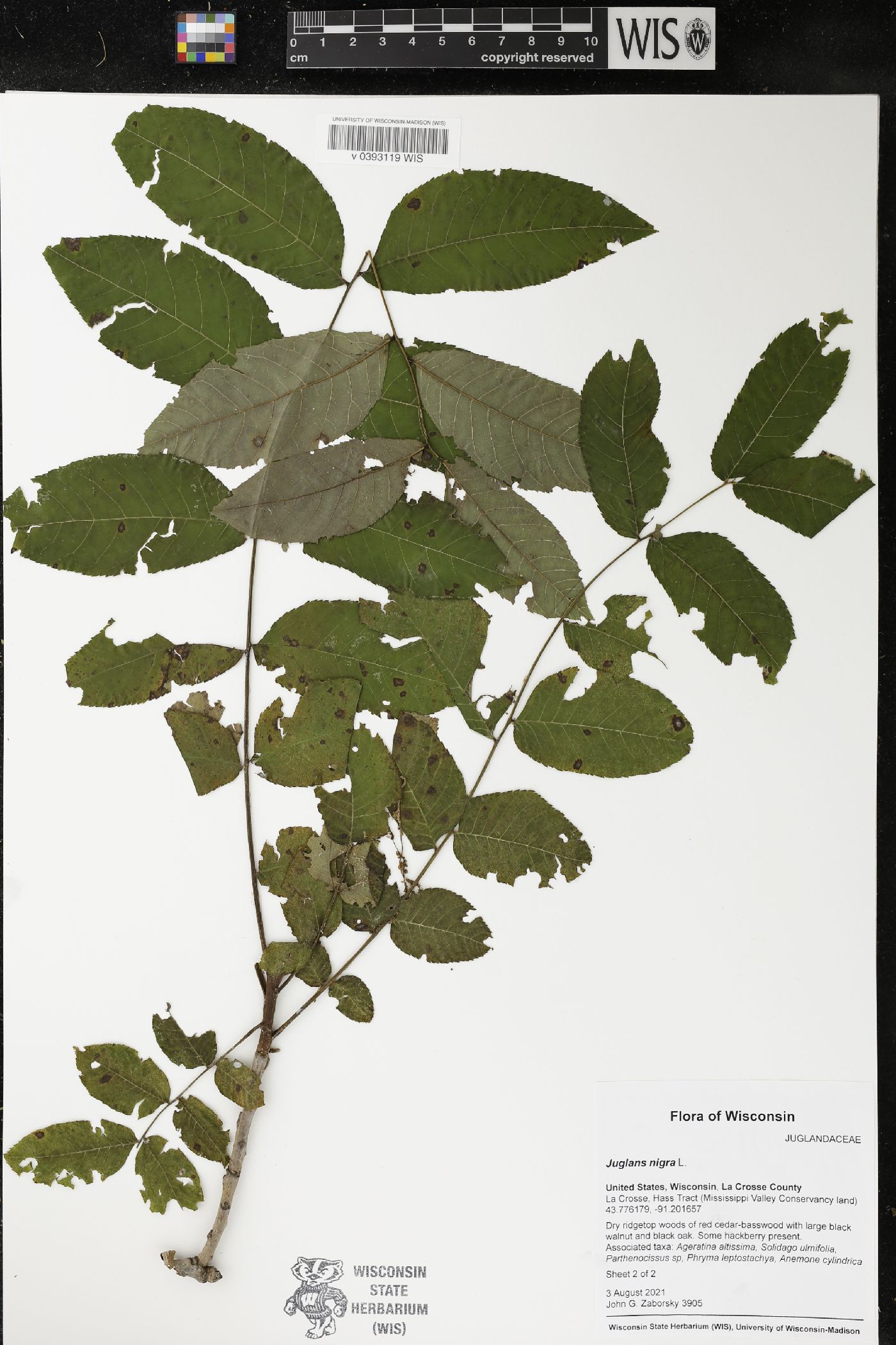 Juglans nigra image