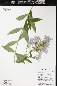 Phlox paniculata image
