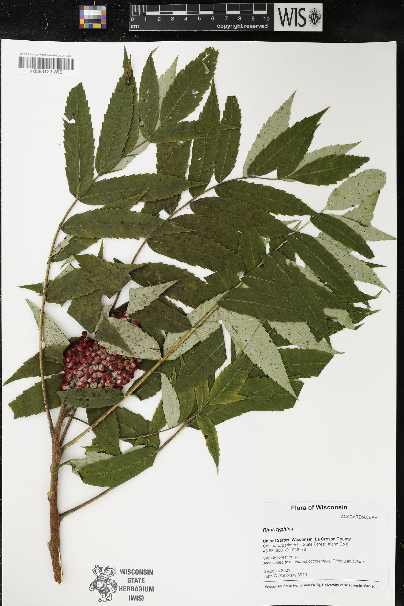 Rhus typhina image