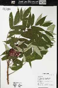 Rhus typhina image