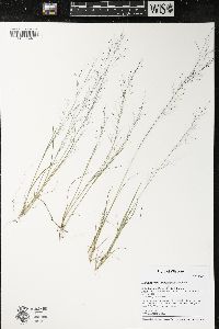 Muhlenbergia uniflora image