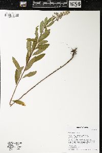 Spiraea alba image