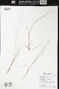 Muhlenbergia uniflora image