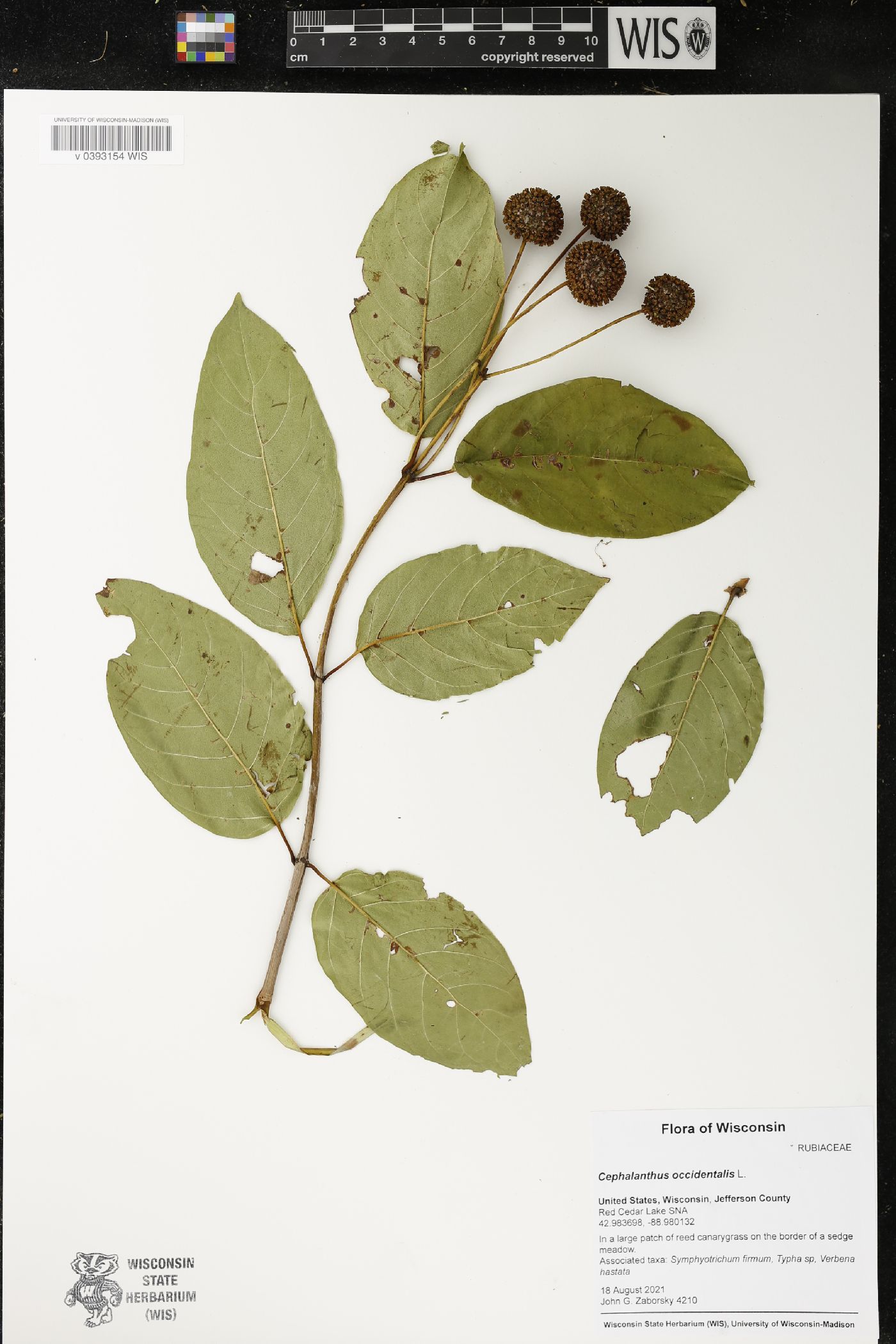 Cephalanthus occidentalis image