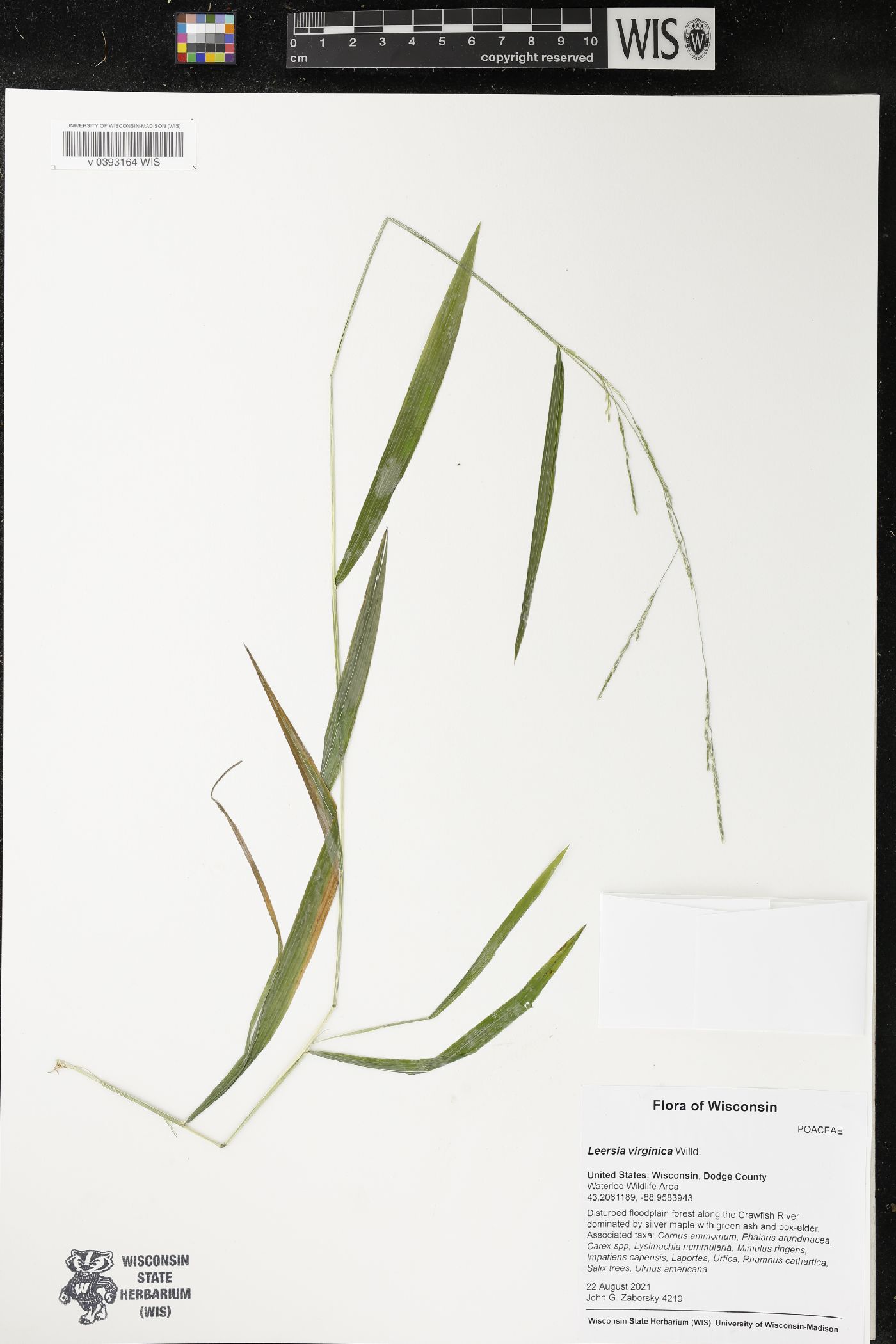 Leersia virginica image