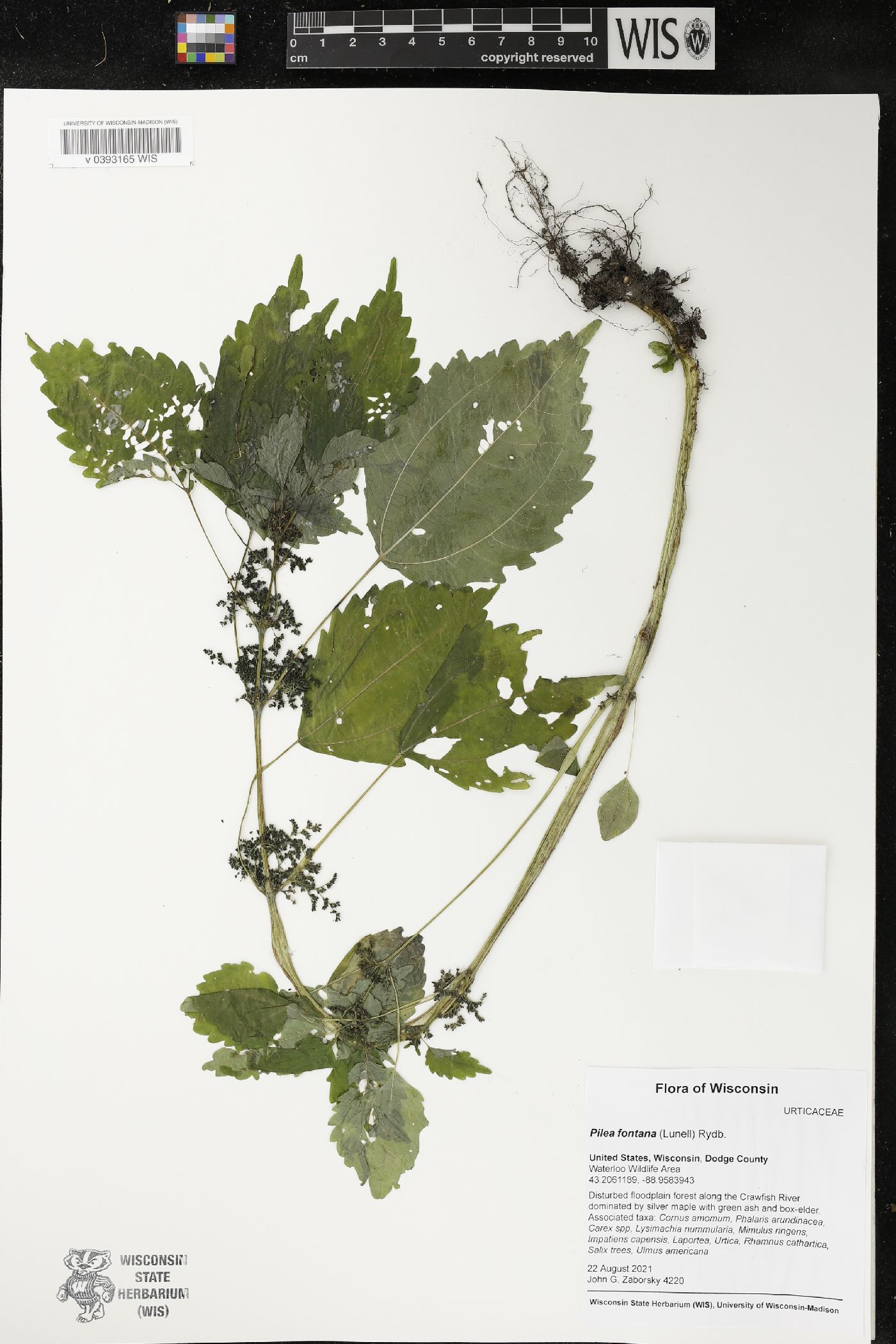 Pilea fontana image