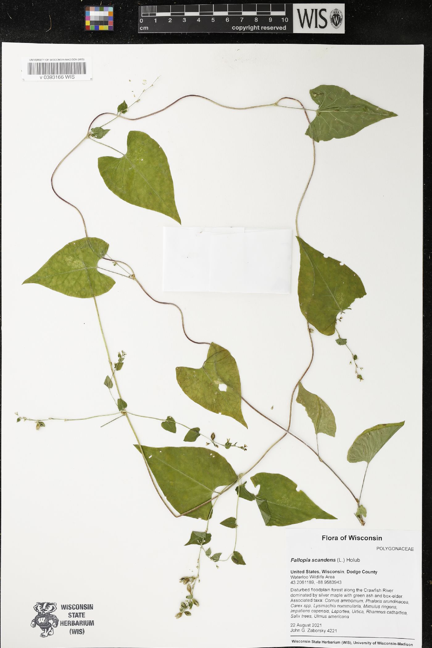 Fallopia scandens image