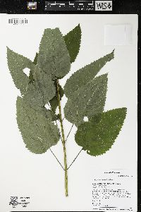 Scrophularia marilandica image