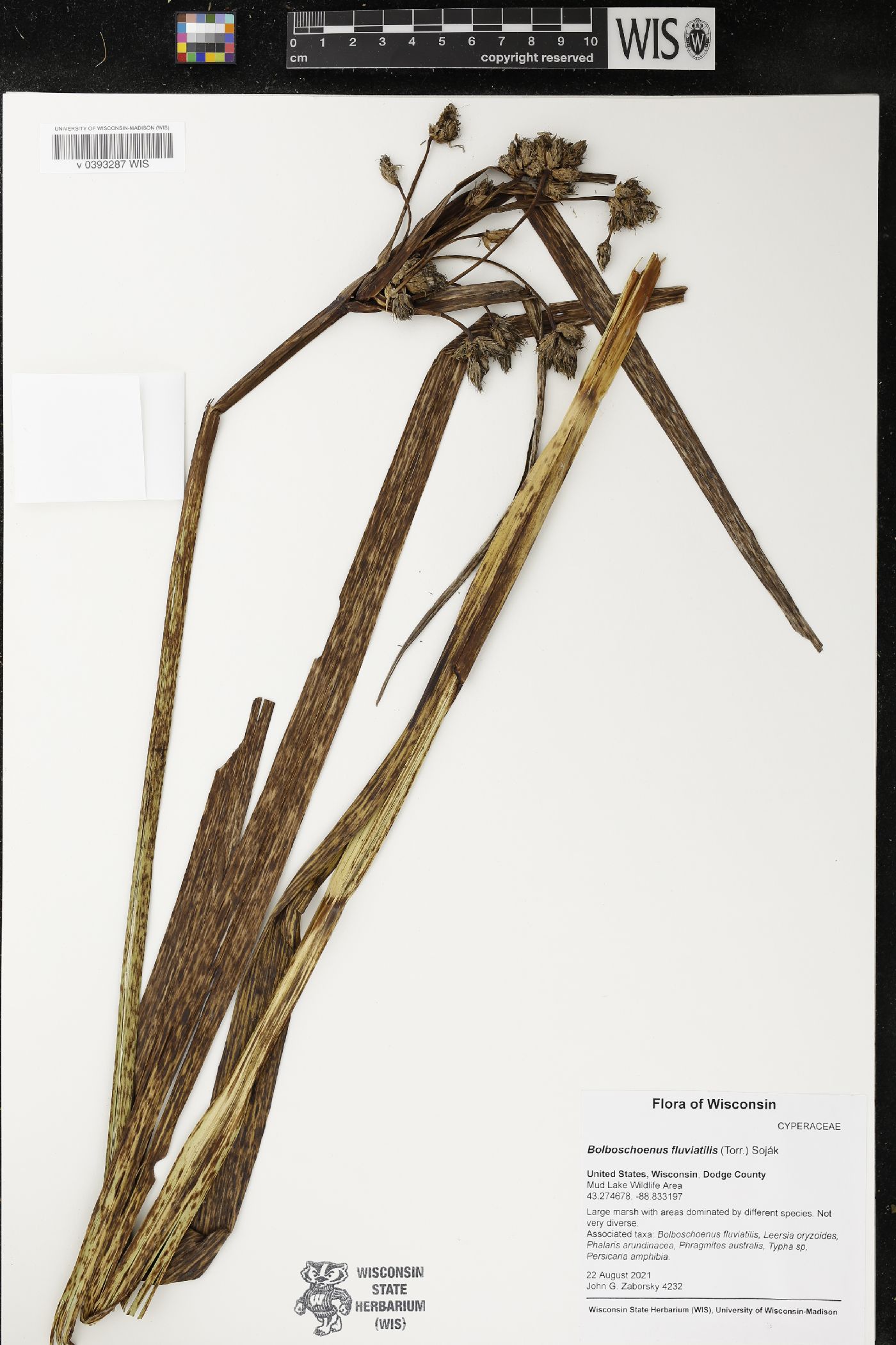 Bolboschoenus fluviatilis image