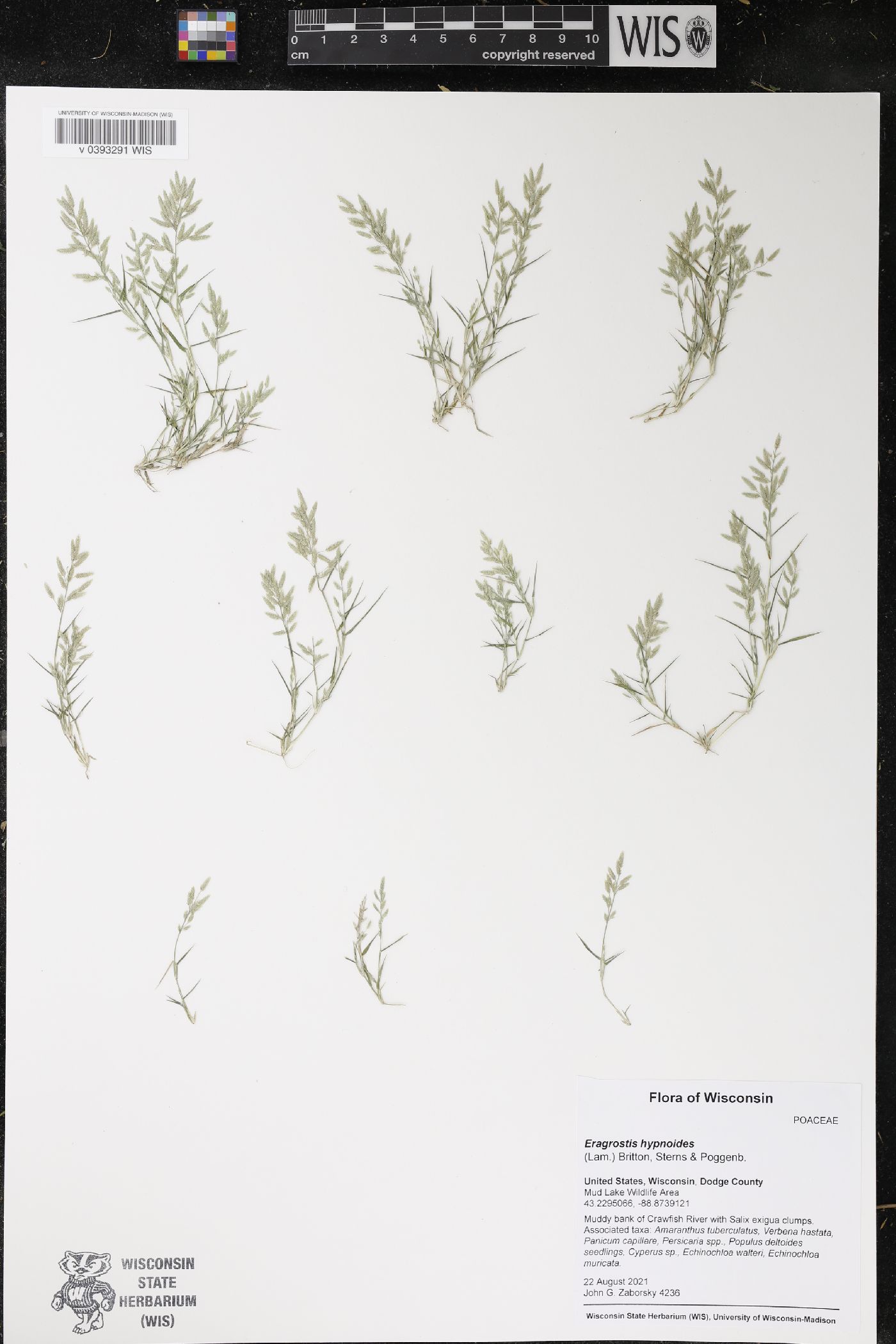 Eragrostis hypnoides image