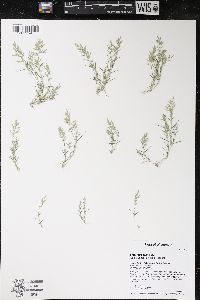 Eragrostis hypnoides image