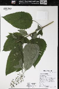 Scrophularia marilandica image