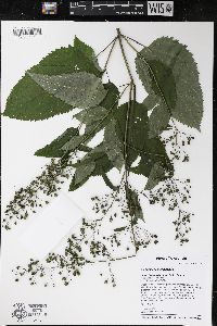 Scrophularia marilandica image