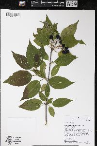 Viburnum lentago image