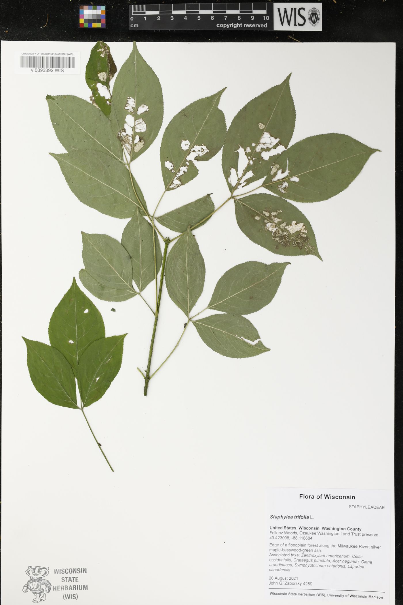 Staphylea trifolia image
