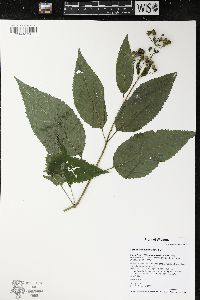 Scrophularia marilandica image