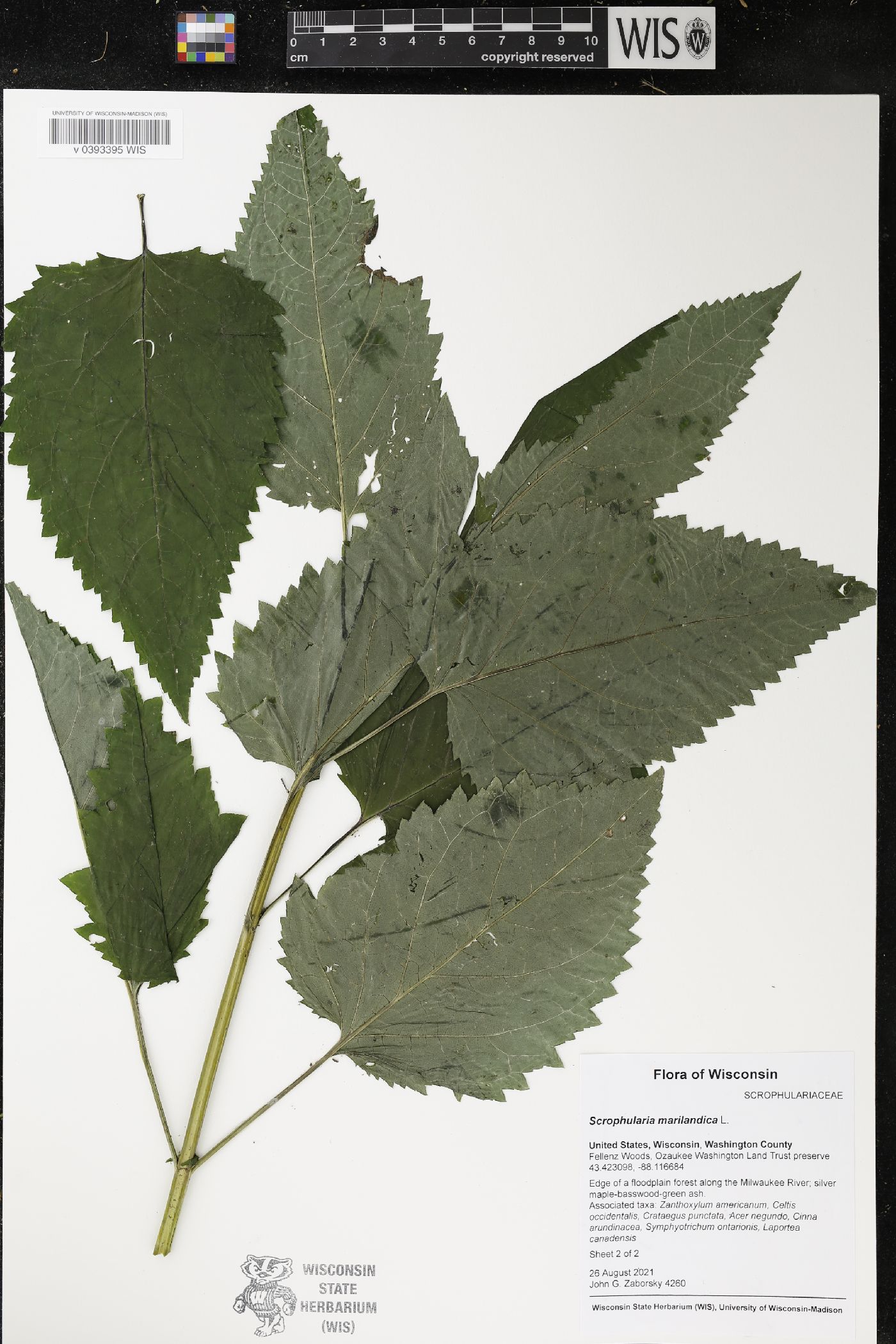 Scrophularia marilandica image