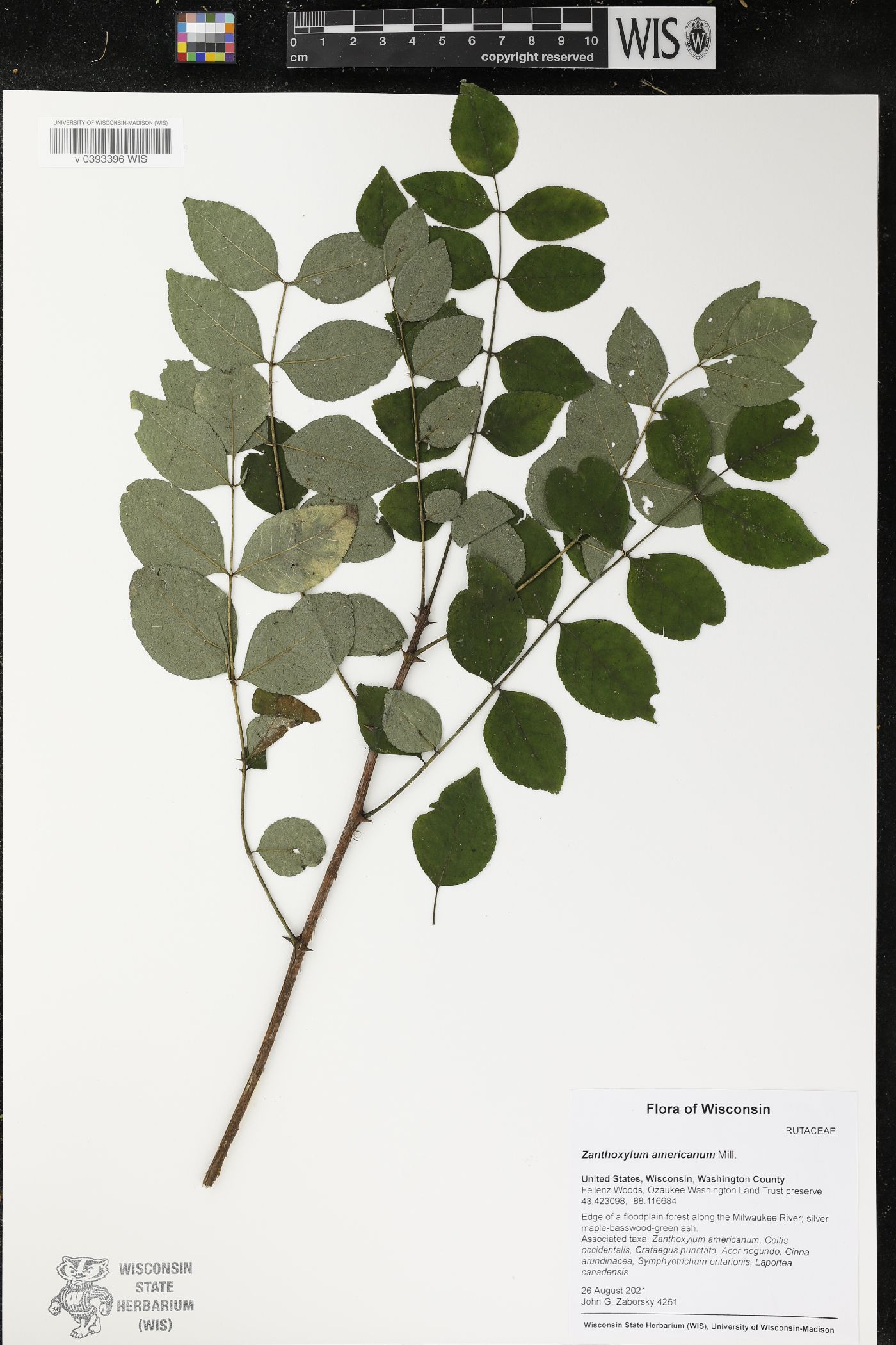 Zanthoxylum americanum image
