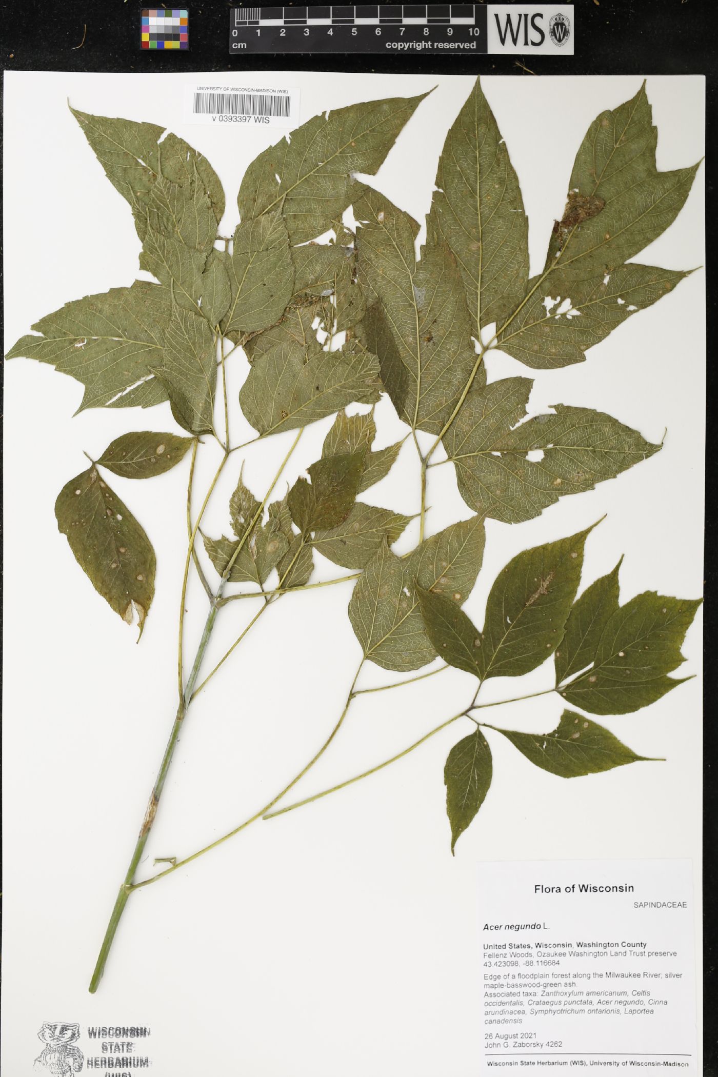 Acer negundo image