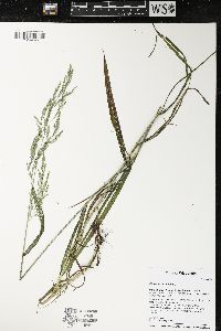 Cinna arundinacea image