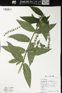 Stachys hispida image