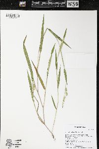 Eriochloa villosa image