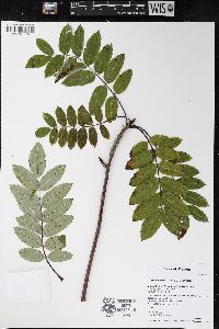 Sorbus decora image