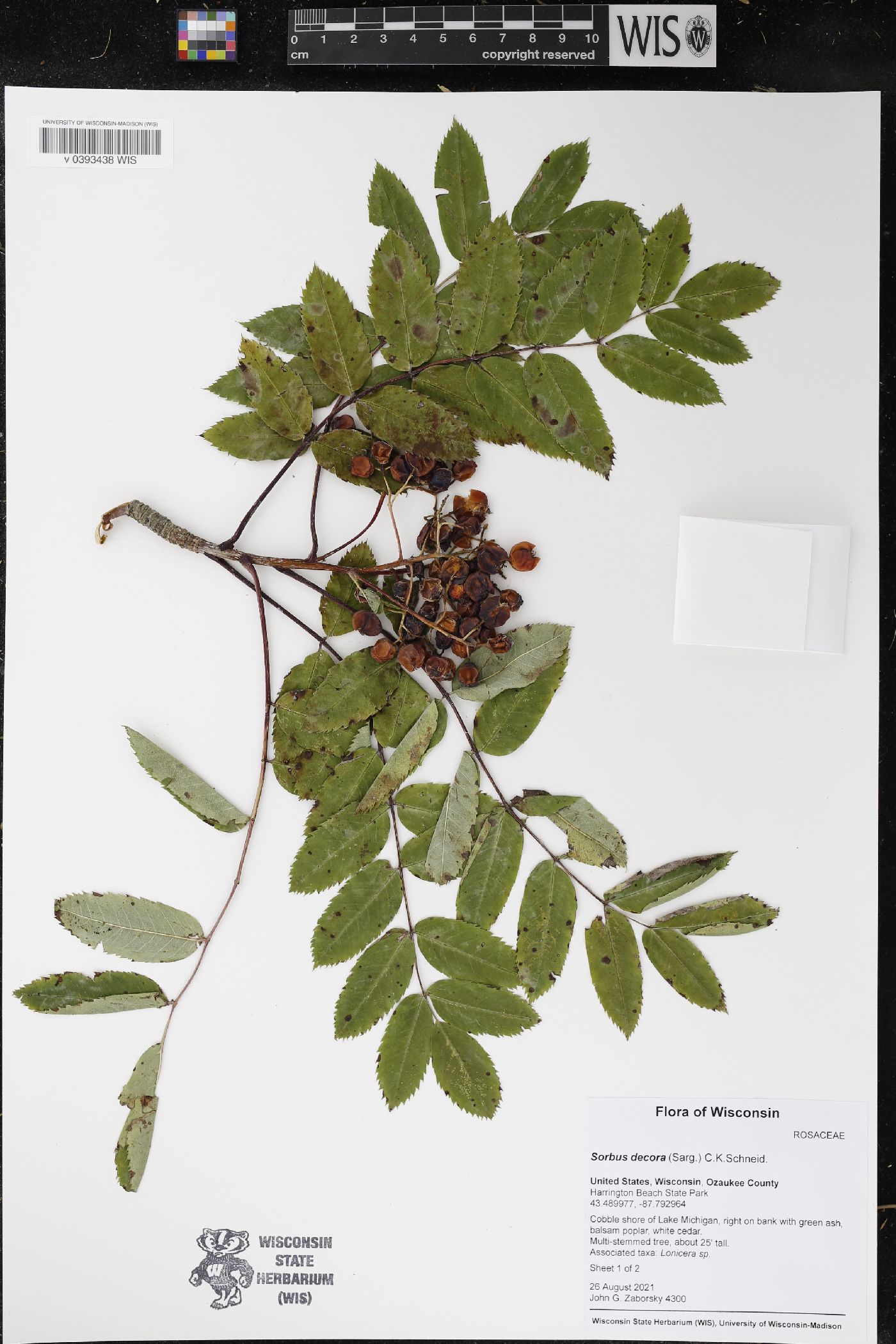 Sorbus decora image