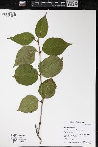 Viburnum lentago image